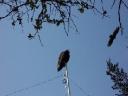 The Buzzard sitting on our antenna mast