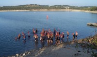 Small Texan Triathlon swimmers wading out to their new starting line
