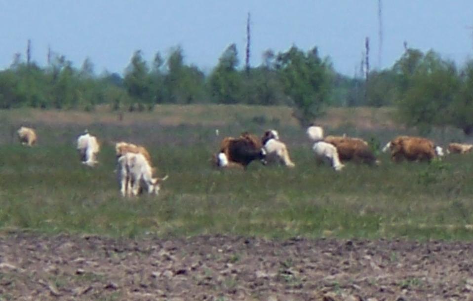 100_0254_scenery_MooCows.JPG 51.0K