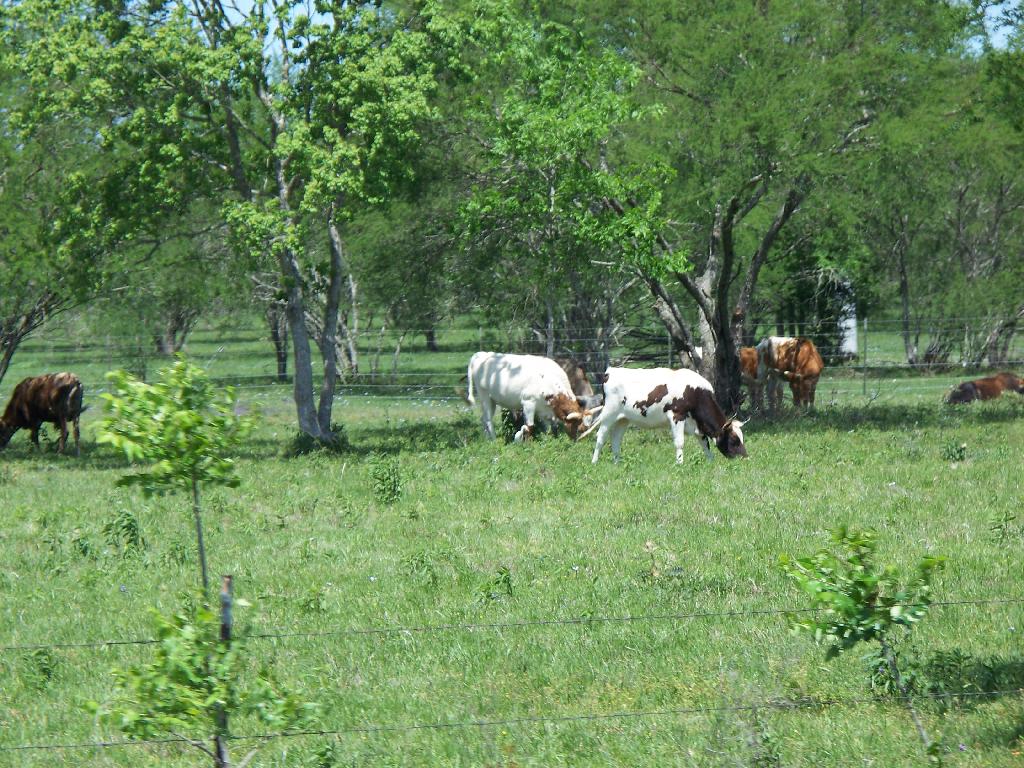 100_0266_scenery_MooCows.JPG 195.9K