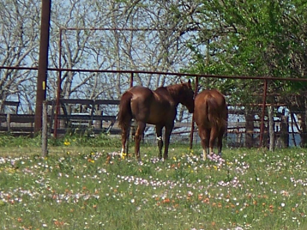 100_0299_2_Horses.JPG 146.8K