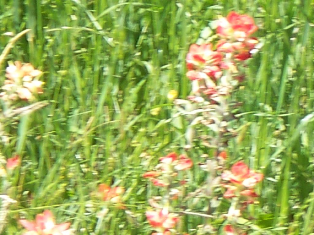 100_0300_wildflowers.JPG 106.3K