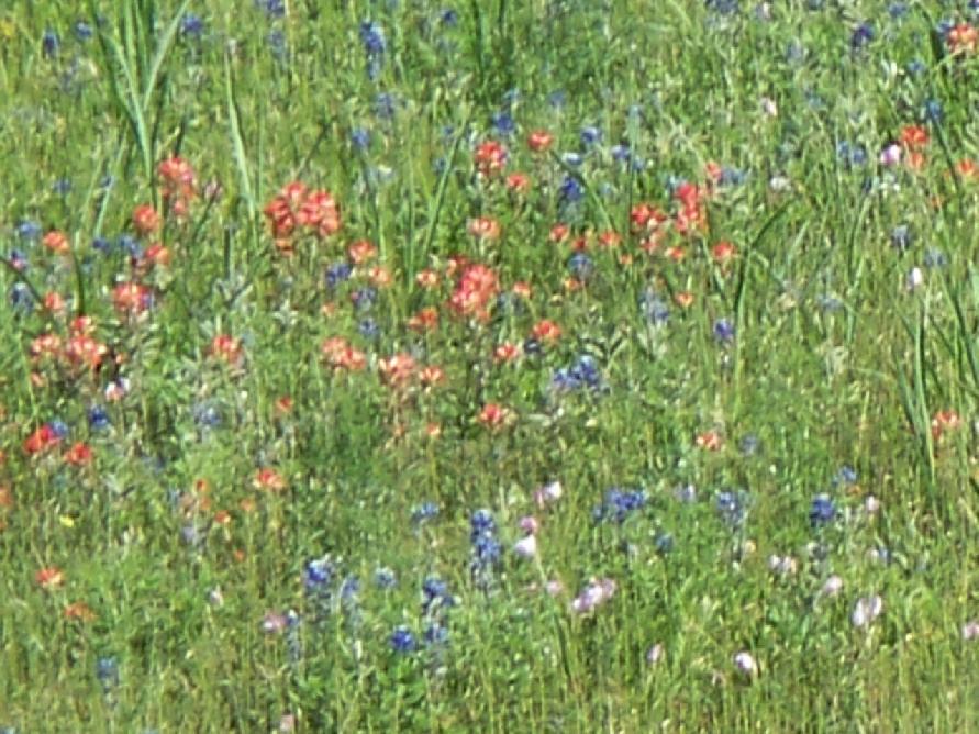 100_0334_wildflowers.JPG 116.5K