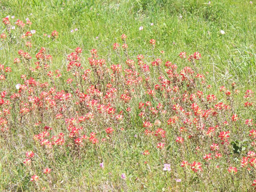 100_0338_wildflowers.JPG 243.3K