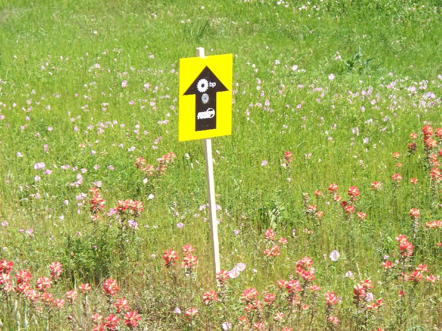 100_0339_wildflowers_MS150Sign.JPG 176.3K