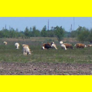 100_0254_scenery_MooCows.JPG 51.0K