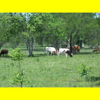 100_0266_scenery_MooCows.JPG 195.9K