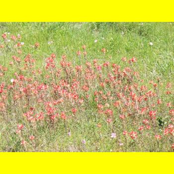 100_0338_wildflowers.JPG 243.3K